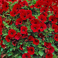 3x Petunia jamboree  ‘Red Scarlet’ Rouge - Fleurs de balcon