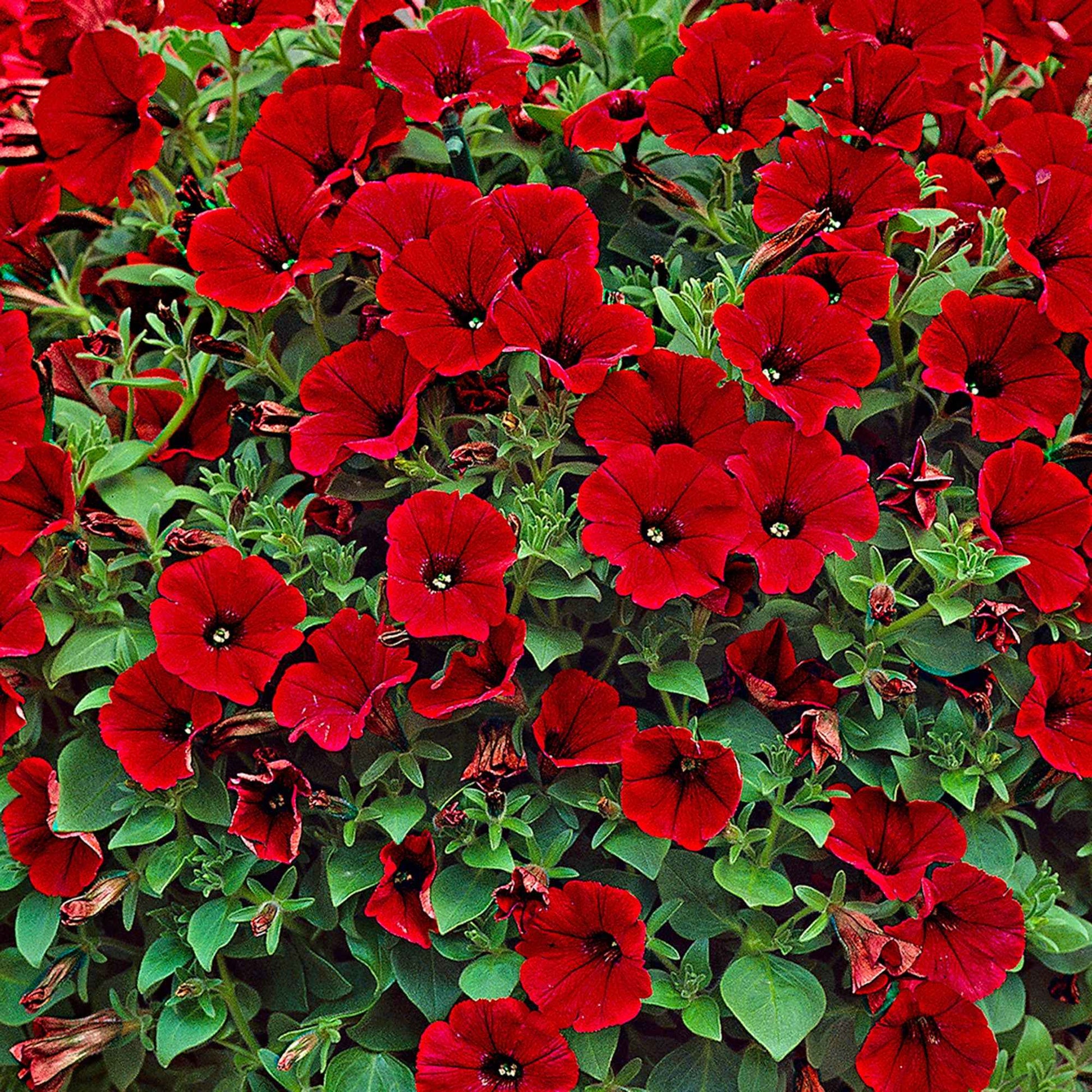 3x Petunia jamboree  ‘Red Scarlet’ Rouge - Fleurs de balcon