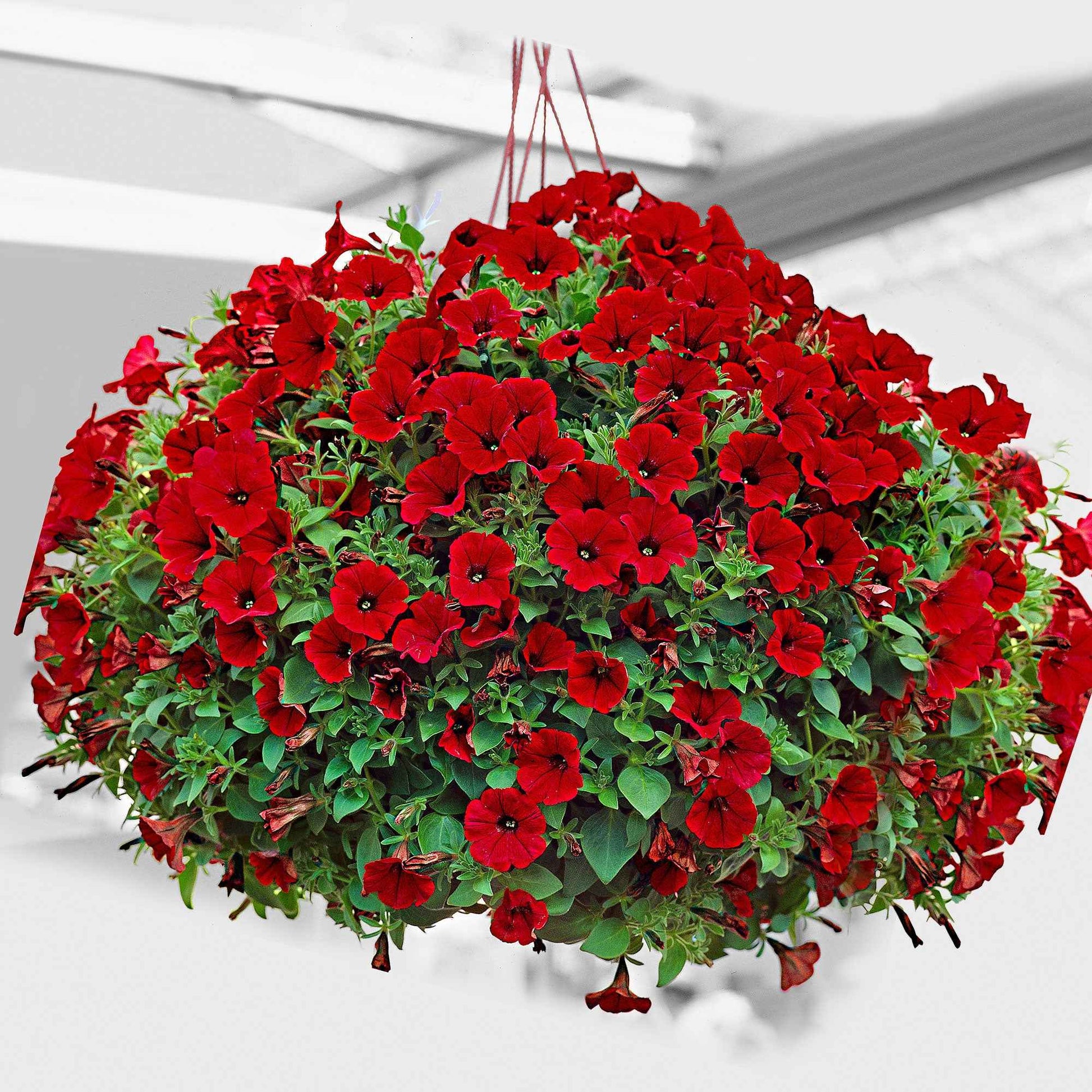3x Petunia jamboree  ‘Red Scarlet’ Rouge - Caractéristiques des plantes