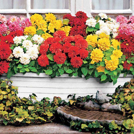 5 Dahlias nains (rouge, rose, blanc, orange, jaune) - Bakker