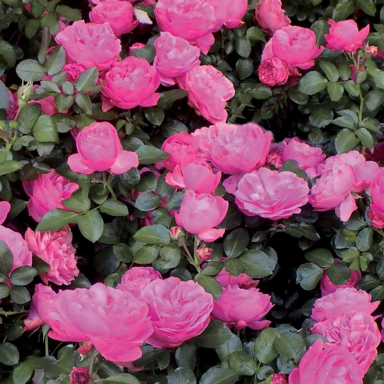 Bakker - Rosier à fleurs groupées 'Leonard de Vinci' - Rosa floribunda Leonardo Da vinci ® Meideauri