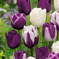 10 Tulipes mauves et blanches en mélange - Tulipa - Bakker