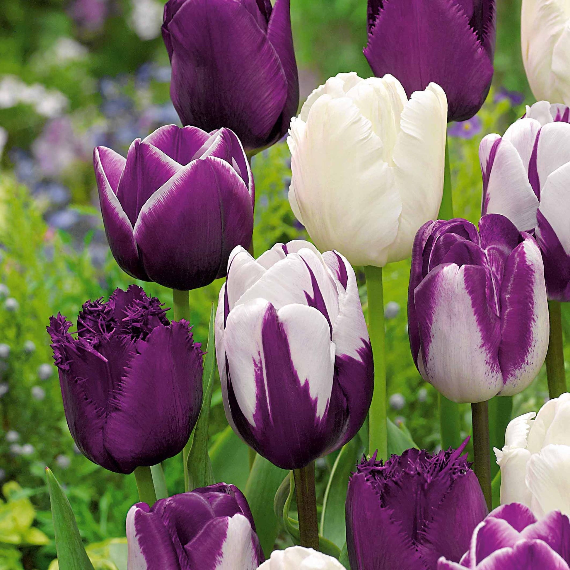 10 Tulipes mauves et blanches en mélange - Tulipa - Bakker