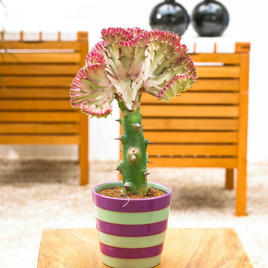 Euphorbe Euphorbia 'Cristata' - Bakker