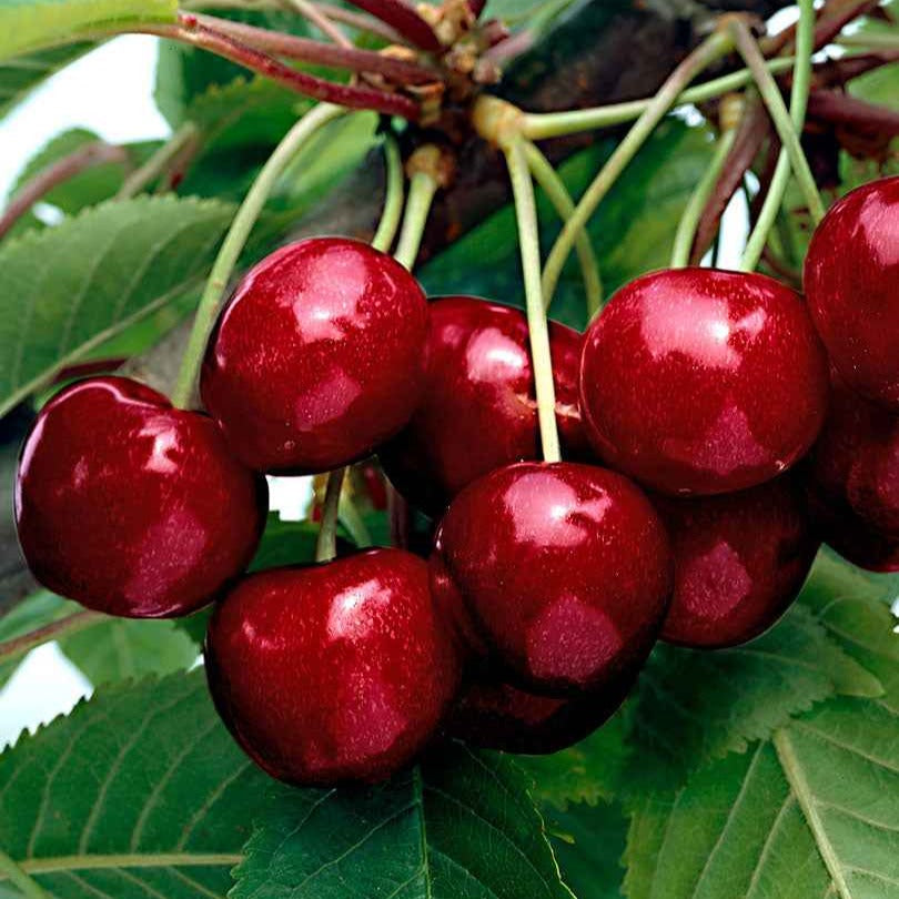 Cerisier Kordia - Bakker