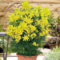 Vente Mimosa d'hiver - Acacia dealbata