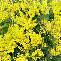 Mimosa d'hiver - Fleurs de balcon