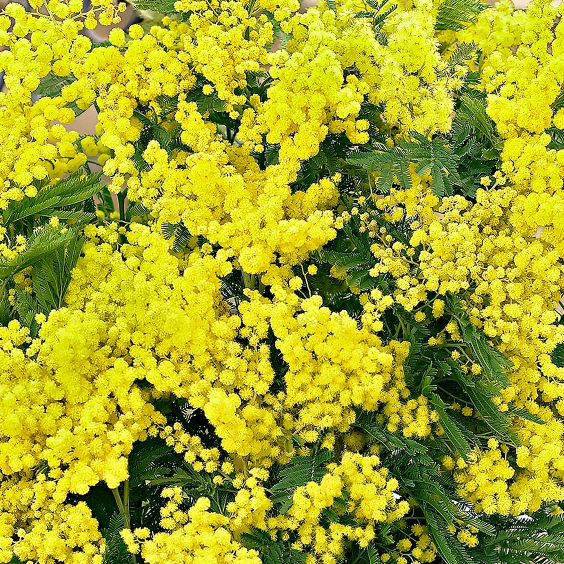 Mimosa d'hiver - Fleurs de balcon