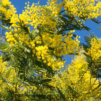 Vente Mimosa d'hiver