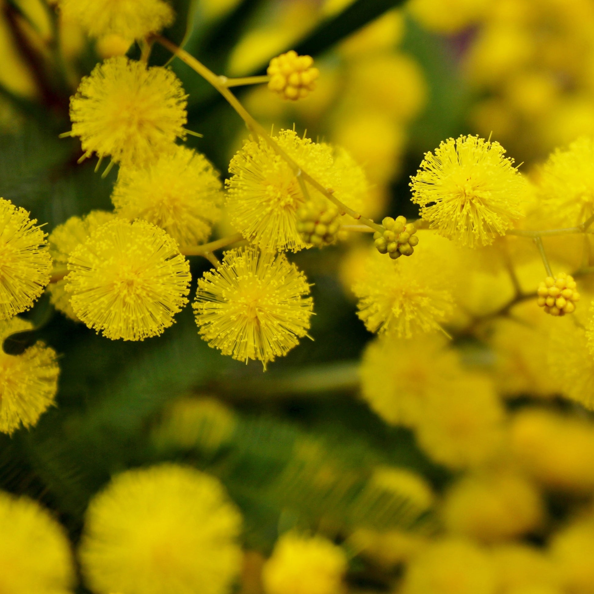 Acacia dealbata - Mimosa d'hiver - Plantes de terrasses et balcons pour pot et balconière