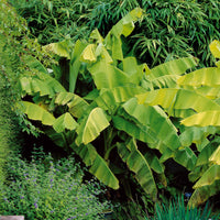 Plantes de terrasses et balcons - Bananier du Japon - Musa basjoo