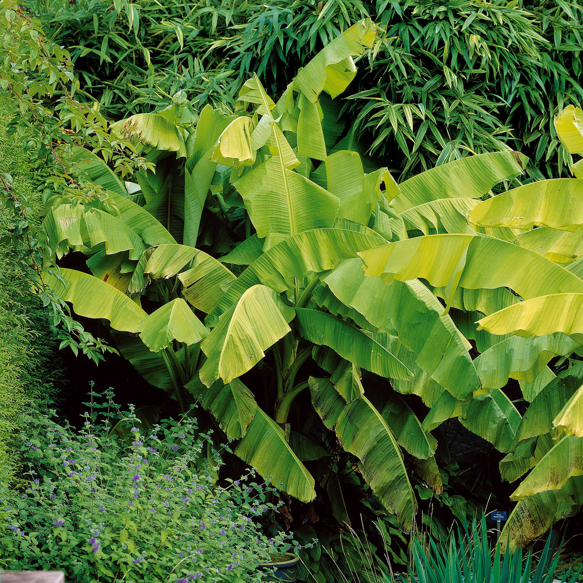Plantes de terrasses et balcons - Bananier du Japon - Musa basjoo