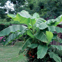 Musa basjoo - Bananier du Japon - Plantes de terrasses et balcons