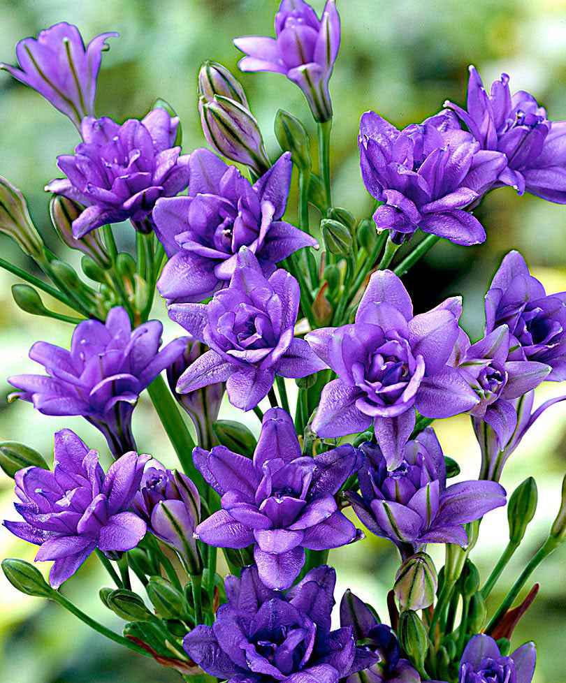 15 Tritéléias Bleu Royal - Bakker