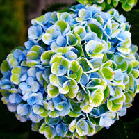 Hortensia Hydrangea 'Revolution Blue' Bleu-Vert - Arbustes à fleurs