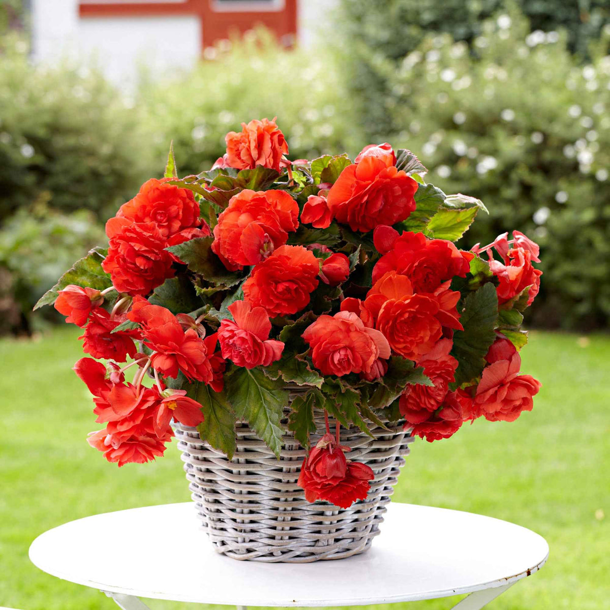5 Bégonias parfumées Red Glory - Bakker