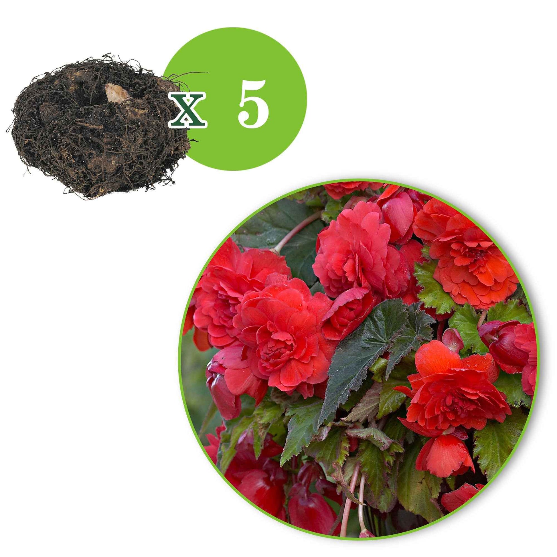 Bégonia odorata Red Glory - Le paquet de 5 bulbes (circ. 5-6 cm). - Bulbes de fleurs pour la terrasse et le balcon - undefined