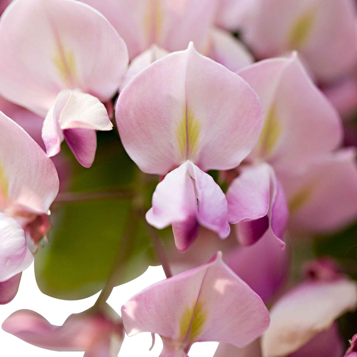 Glycine - Glycine rose - Wisteria sinensis Rosea