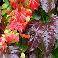 Vigne vierge Parthenocissus 'Engelmannii' rouge - Caractéristiques des plantes