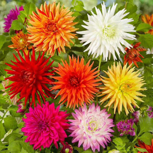 10 Dahlias cactus colorés en mélange - Bakker