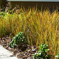 Laîche orange 'Prairie Fire' - Caractéristiques des plantes