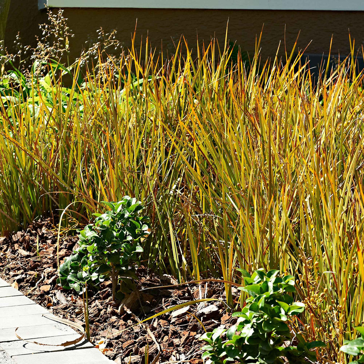 Laîche - Carex - Laîche orange 'Prairie Fire' - Carex testacea prairie fire