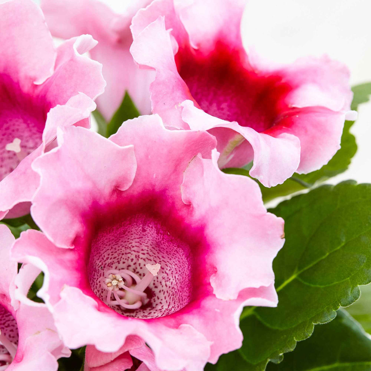 Gloxinia des fleuristes rose - Sinningia speciosa pink - Bakker