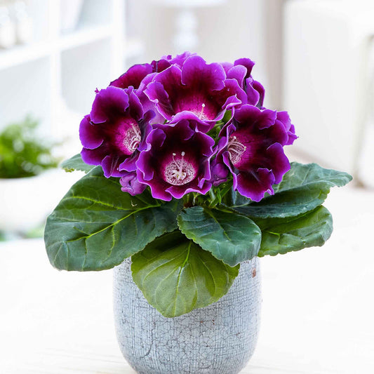 Gloxinia des fleuristes violet - Bakker
