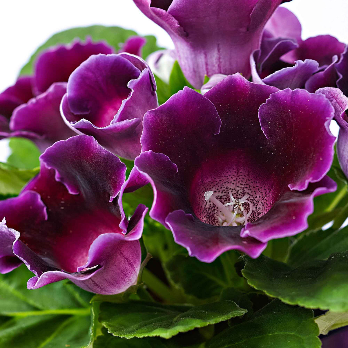 Gloxinia des fleuristes violet - Sinningia speciosa purple - Bakker