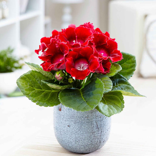 Gloxinia des fleuristes rouge - Bakker