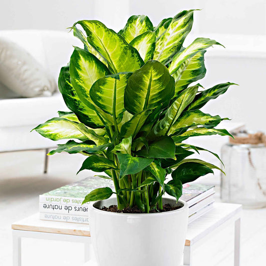 Dieffenbachia 'Camilla' - Bakker