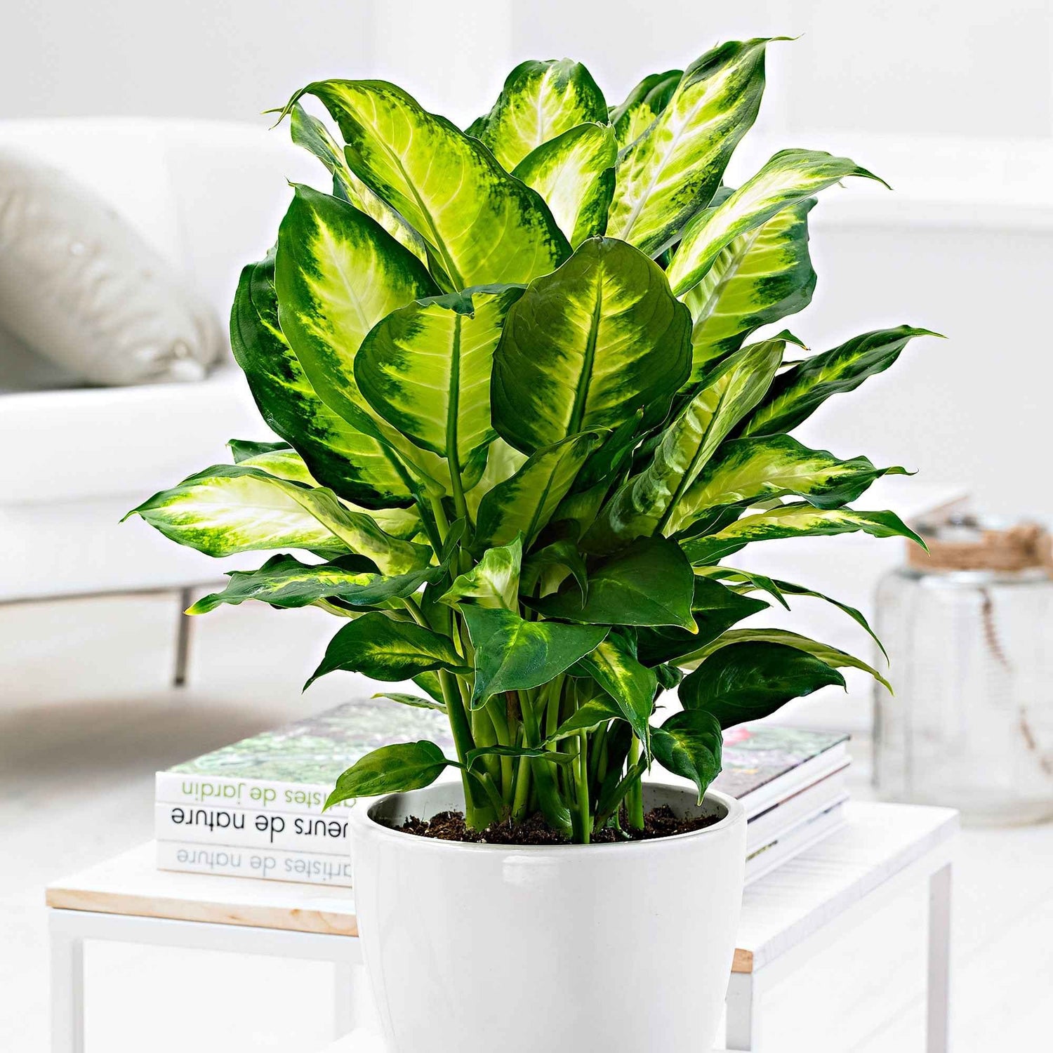 Dieffenbachia