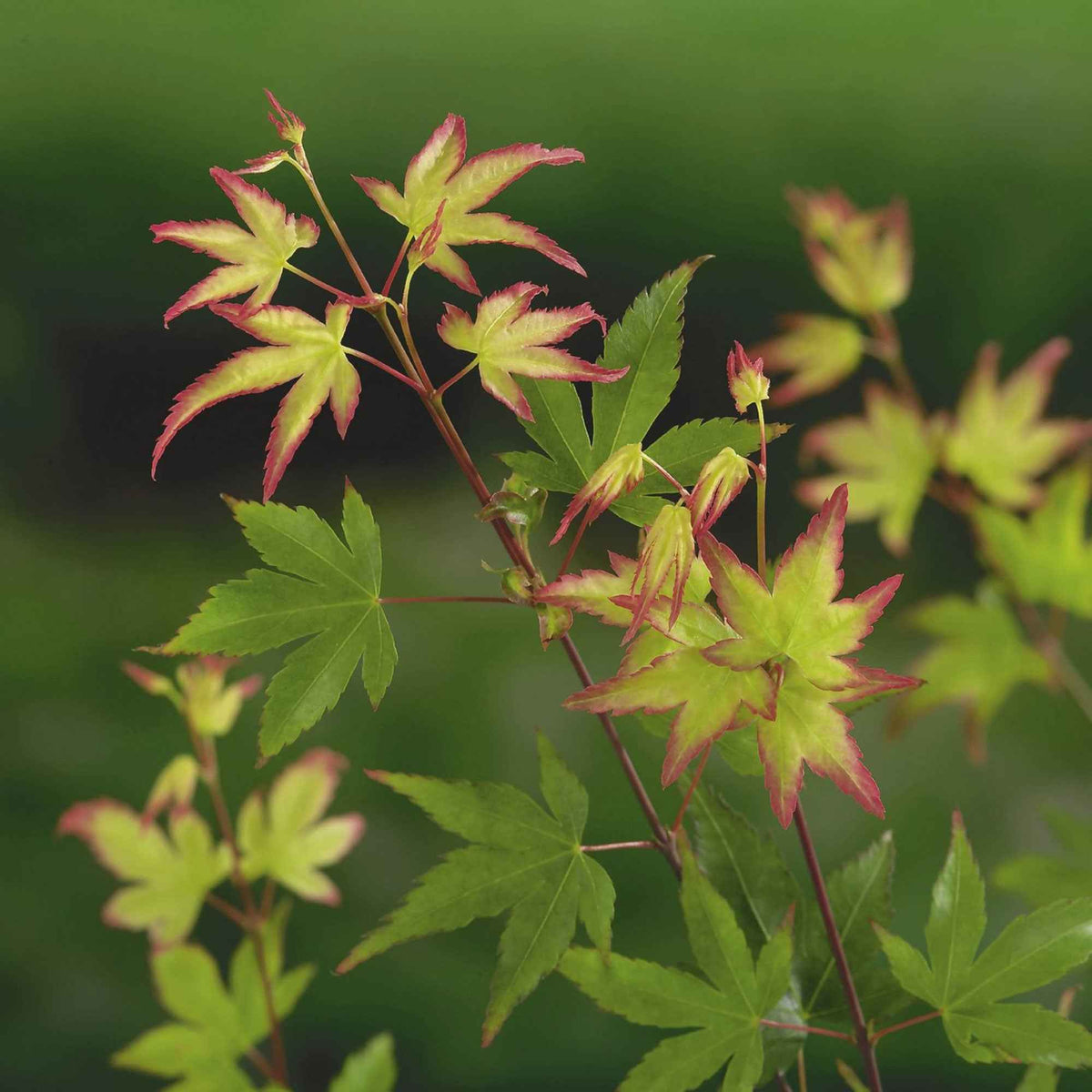 Acer palmatum little princess - Érable du Japon 'Little Princess' - Érable du Japon