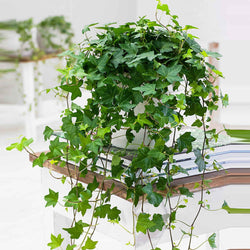 Lierre grimpant Hedera 'Pittsburgh'  - Plante suspendue - Bakker