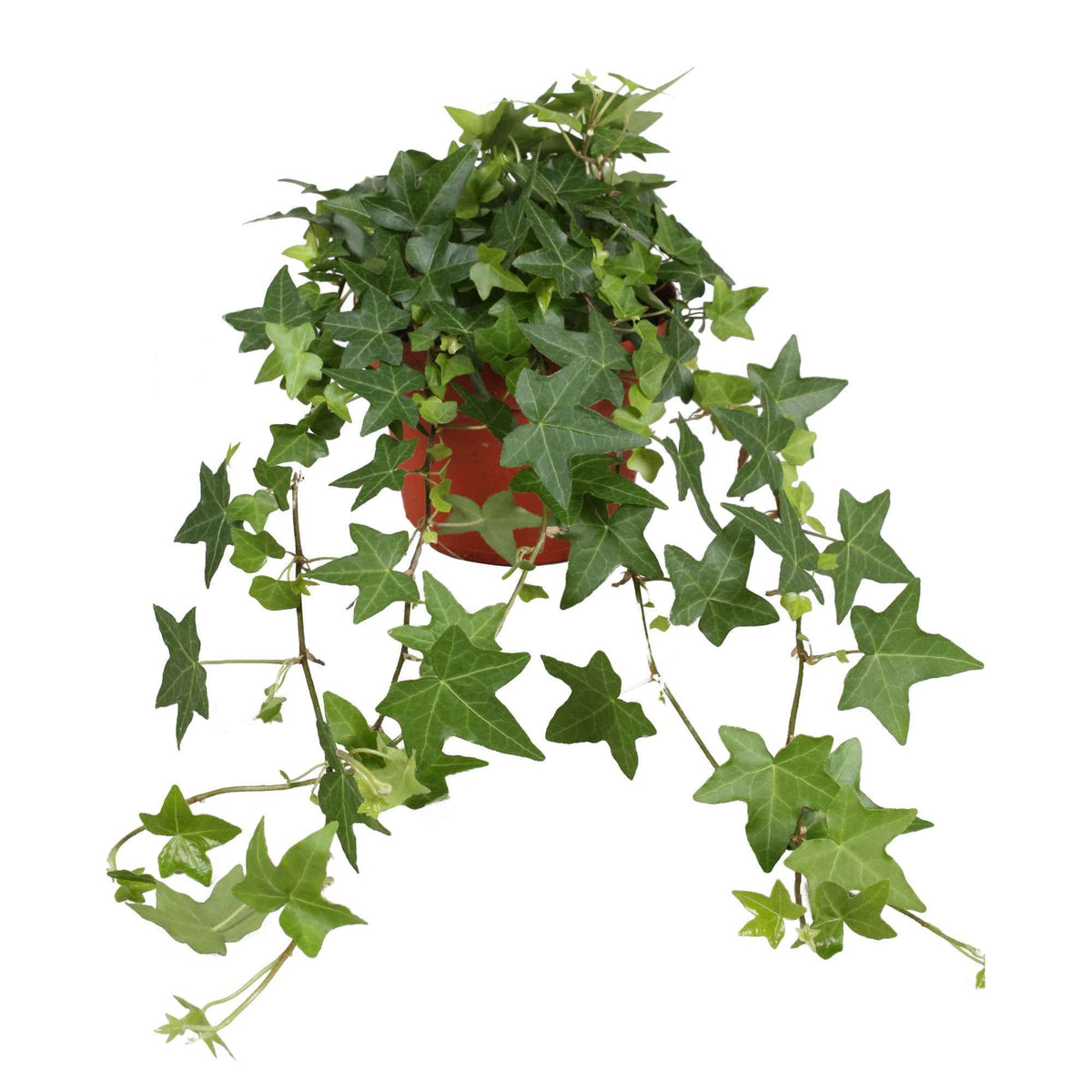 Lierre grimpant Hedera 'Pittsburgh'  - Plante suspendue - Hedera helix Pittsburgh - Bakker