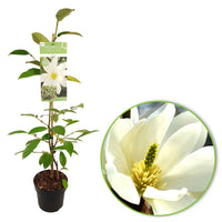Magnolia Fairy White - 1x hauteur de livraison 60-70 cm, pot de Diamètre 19 cm - Arbustes - undefined
