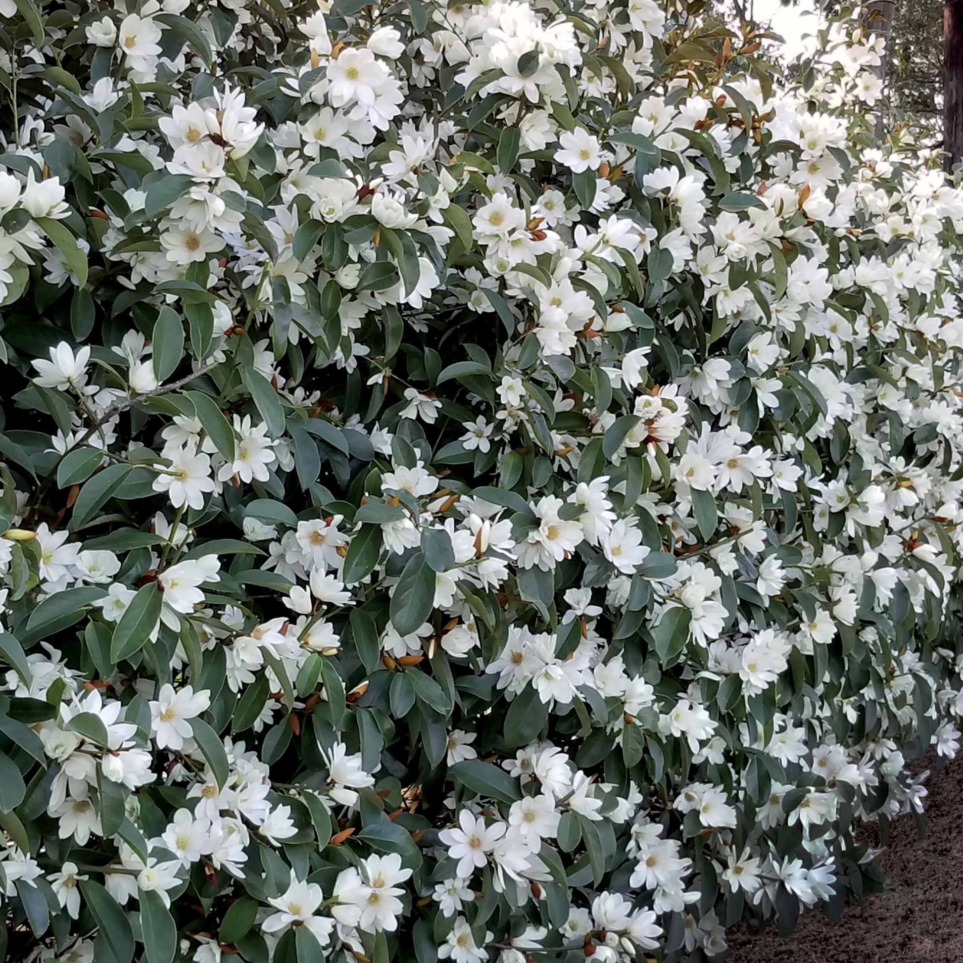 Magnolia 'Fairy White' - Bakker