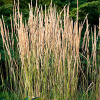 Calamagrostide panachée 'Overdam' - Plantes rustiques