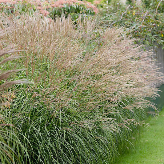 Miscanthus sinensis 'Yaku-Jima' - Bakker