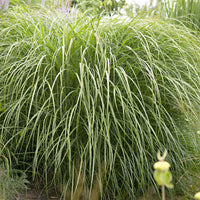 Roseau de Chine 'Purpurascens' - Miscanthus - Miscanthus