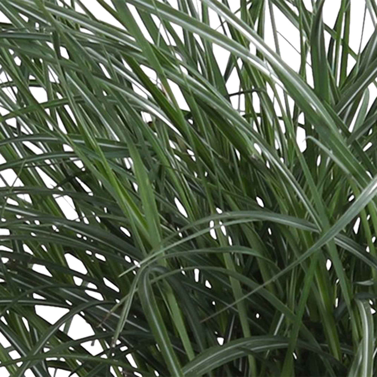 Miscanthus sinensis Yaku Jima - Miscanthus sinensis 'Yaku-Jima' - Eulalie - Miscanthus