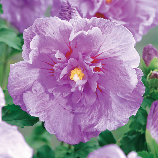 Hibiscus de Syrie 'Lavender Chiffon' - Hibiscus syriacus lavender chiffon - Arbustes