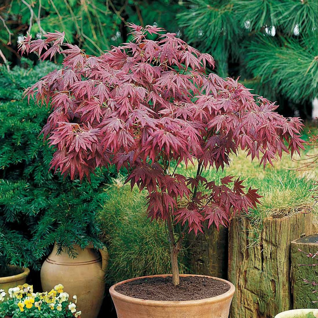 Érable du Japon - Érable du Japon pourpre - Acer palmatum Atropurpureum