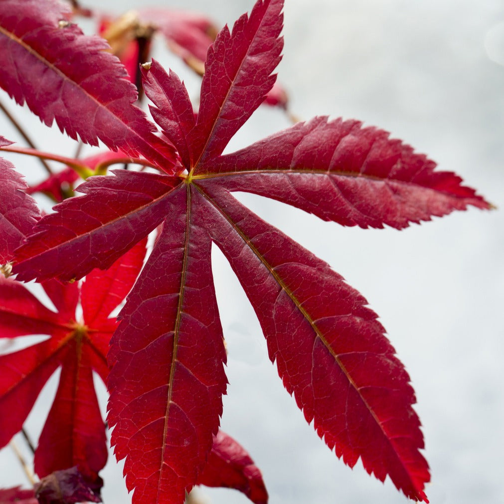 Vente Érable du Japon pourpre
