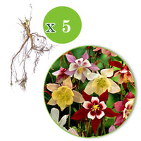 Ancolie McKana Hybrids - 1x emballage (5 pièces) - Arbustes à papillons et plantes mellifères - undefined