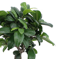Ficus 'Ginseng' - Ficus