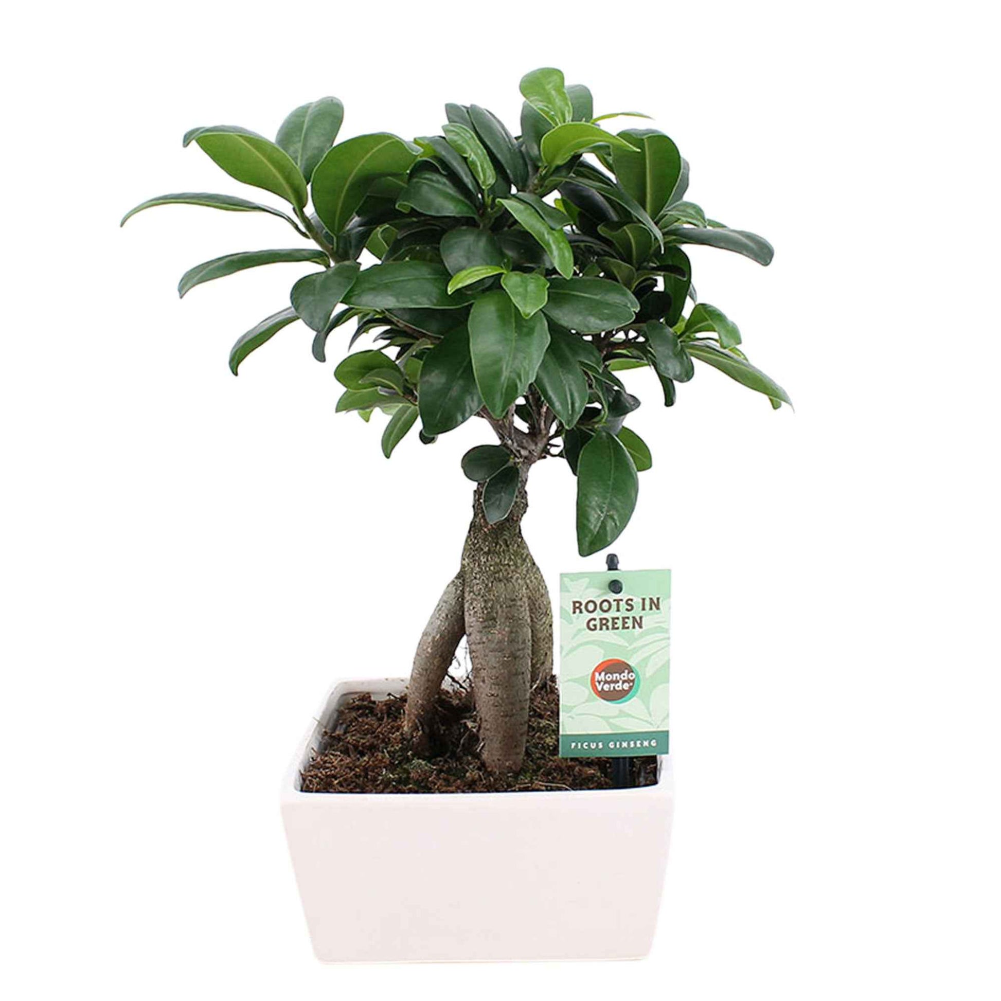 Ficus Ginseng - 1x plante: hauteur de livraison 30-35 cm, pot de Diamètre 15 cm + 1x pot: blanc Diamètre 15 x 8 cm - Bonsaï - undefined