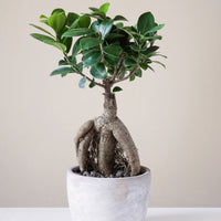 Ficus 'Ginseng' - Ficus microcarpa ginseng - Bakker