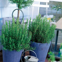 Vente Romarin officinale