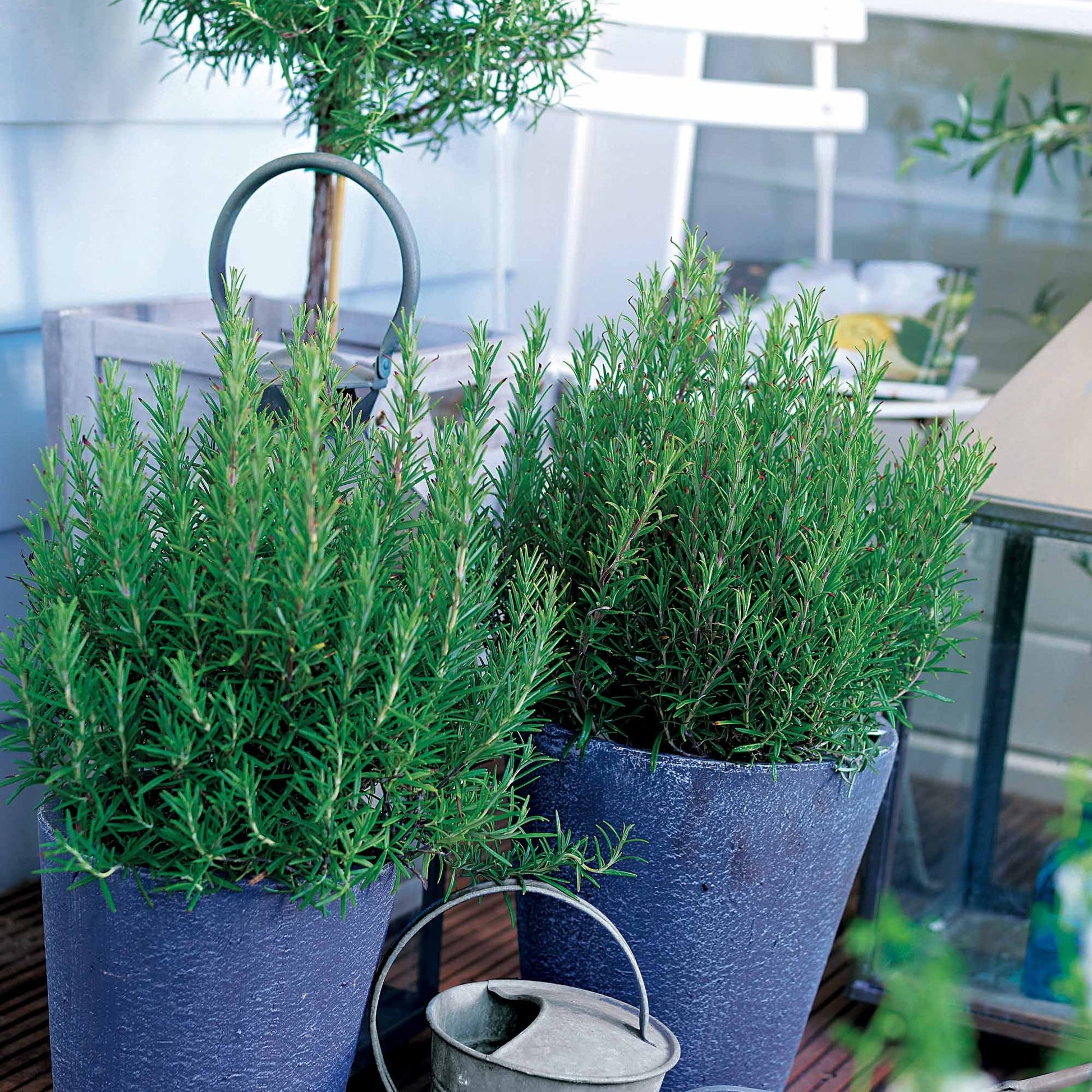 Vente Romarin officinale